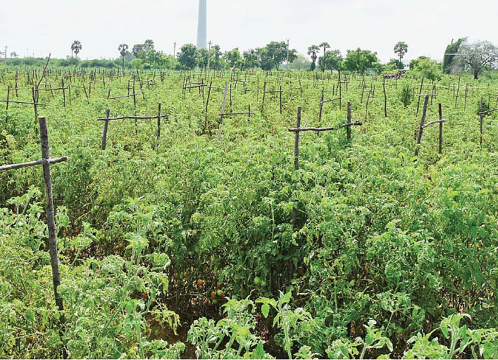 ஏக்கருக்கு ரூ. 5,00,000 கொட்டிக்கொடுக்கும் கொடித் தக்காளி!