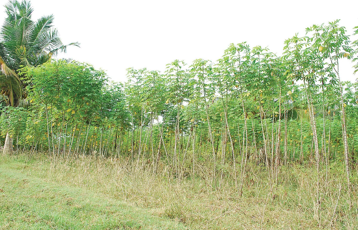 Cassava