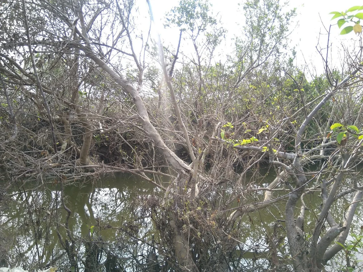 கஜா புயல் பாதிப்பு