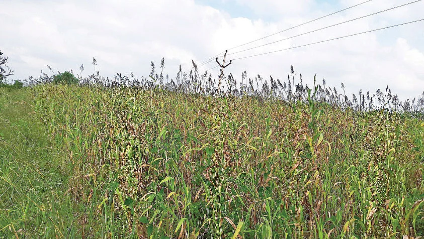 இருங்குச்சோள வயல்