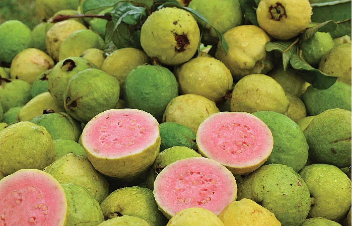 Red guava