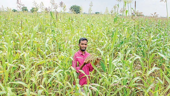 வெண்சாமரச் சோள வயலில் நல்லப்பன்