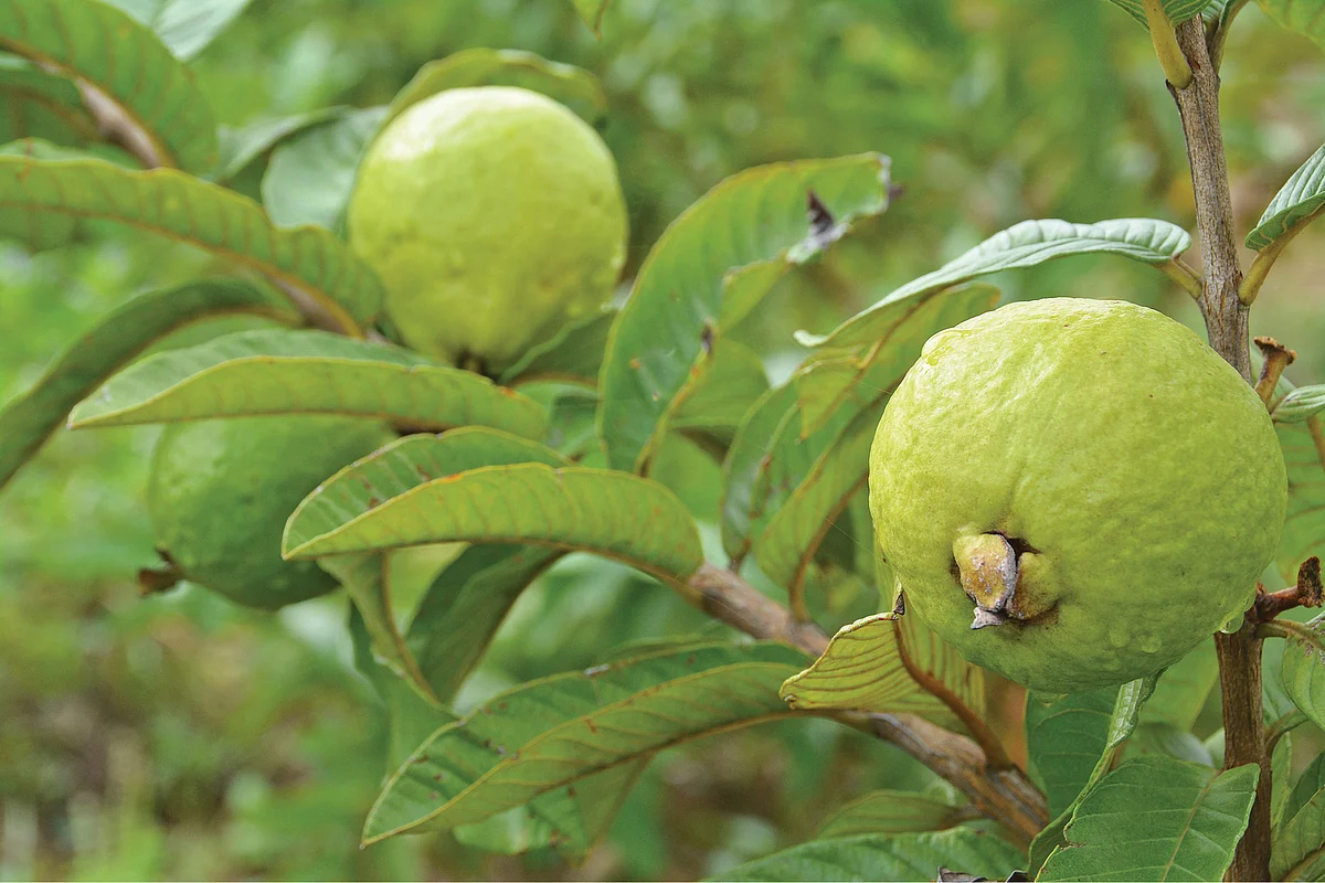 Red guava
