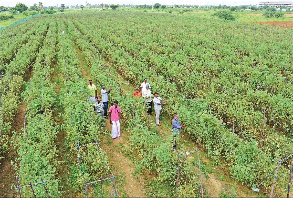 ஏக்கருக்கு ரூ. 5,00,000 கொட்டிக்கொடுக்கும் கொடித் தக்காளி!
