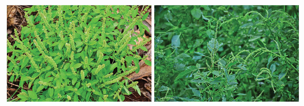 நாய்த்துளசி, முள்ளுக்கீரை