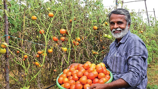 தக்காளியுடன் சுப்பிரமணியன்