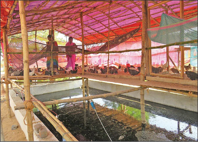 கோழி வளர்ப்பு