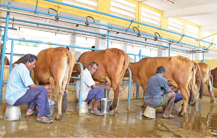 கறவை மாடு வளர்ப்பு