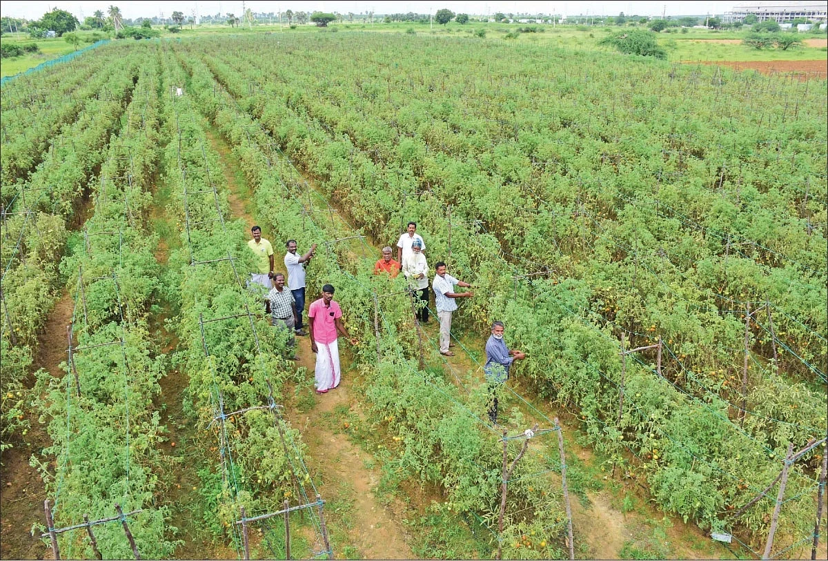 ஏக்கருக்கு ரூ.5 லட்சம்: இயற்கை முறையில் கொடித் தக்காளி சாகுபடி செய்வது எப்படி?