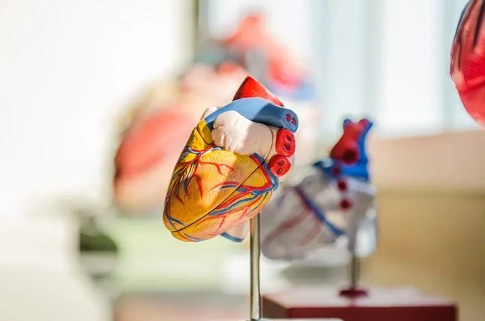 Heart / Representational Image