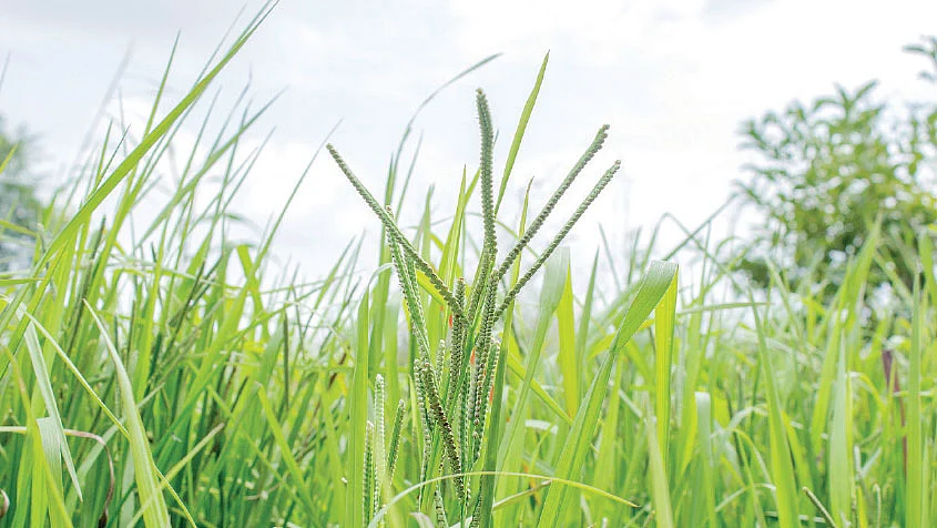 வரகுப் பயிர்