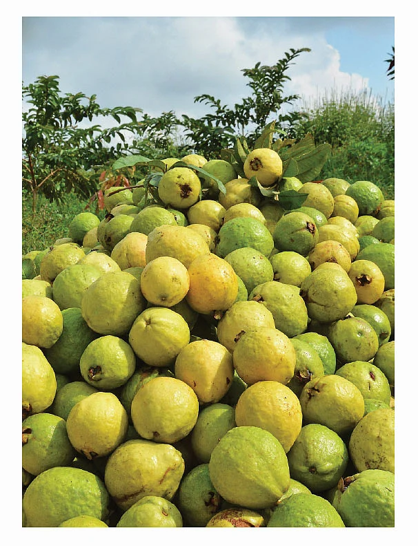 கொய்யாப் பழங்கள்