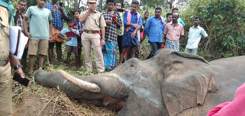 யானை