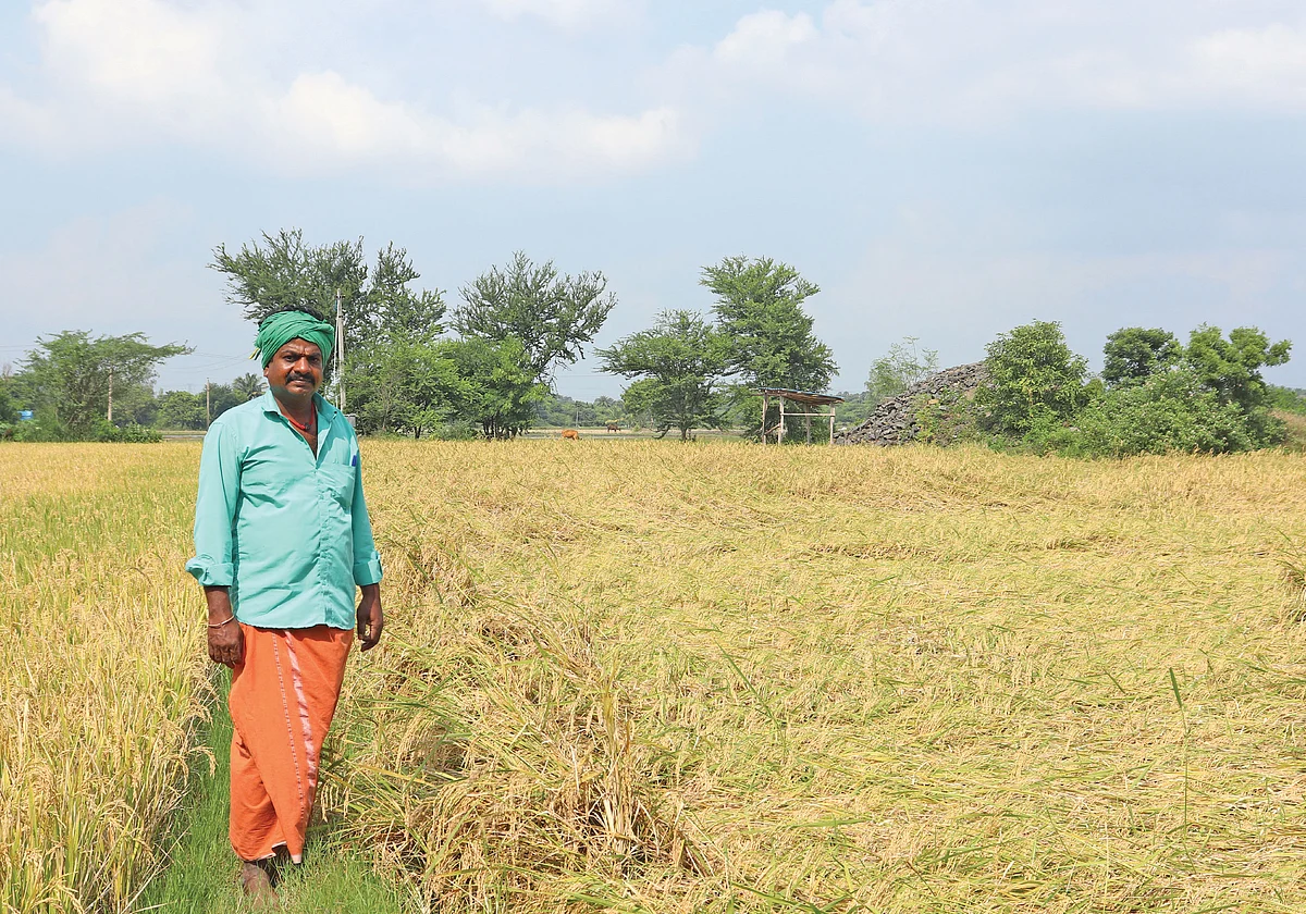 சீரகச் சம்பா நெல் வயலில் தணிகைவேலன்