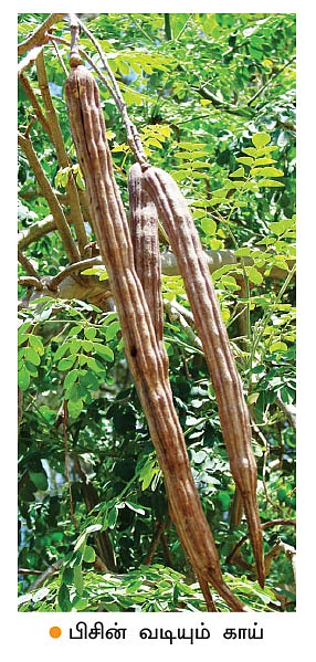 பழ ஈக்களால் 70% மகசூல் குறையும்! - முருங்கை விவசாயிகளே கவனம்!