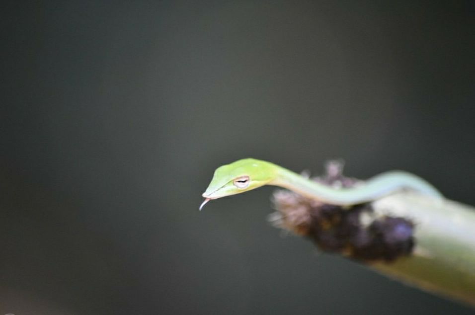 பச்சைப் பாம்பு/ Green Vine Snake