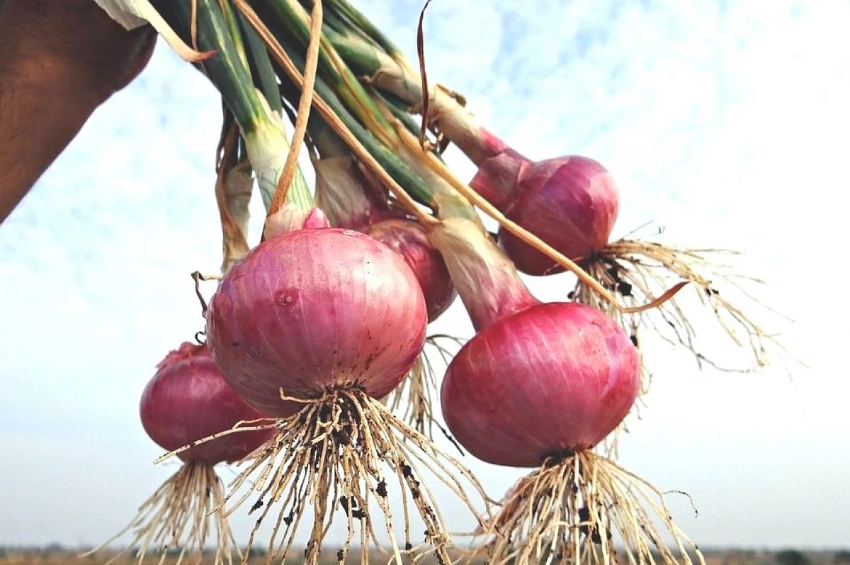 வெங்காயம்