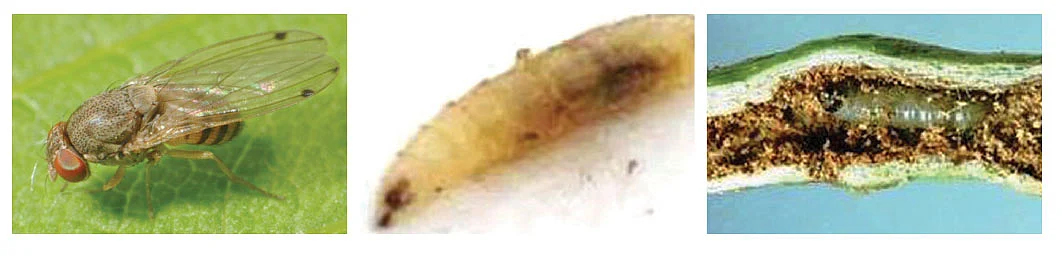 முருங்கைக்காய் ஈ, புழு, காய்க்குள் புழு பாதிப்பு