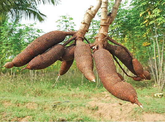 மரவள்ளி