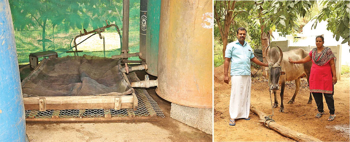 இடுபொருள்..., நாட்டு மாட்டுடன்...