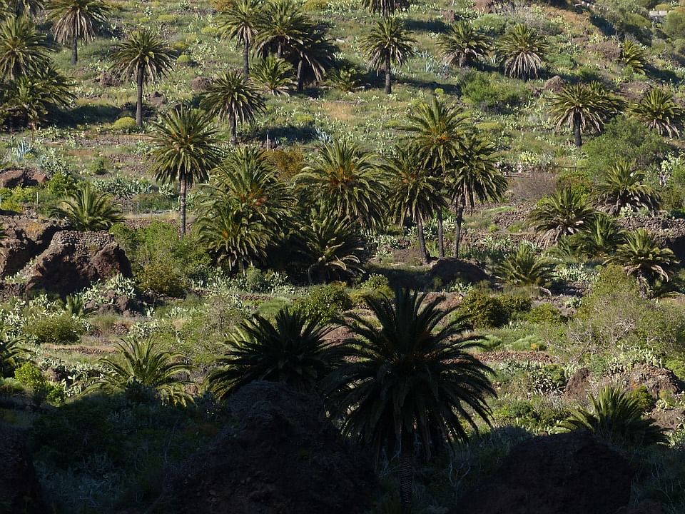 Plantations