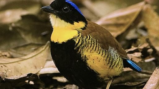குர்னே பிடா (Gurney's Pitta)