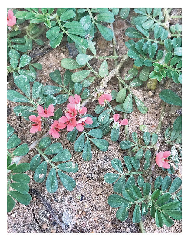 செப்பு நெருஞ்சில்