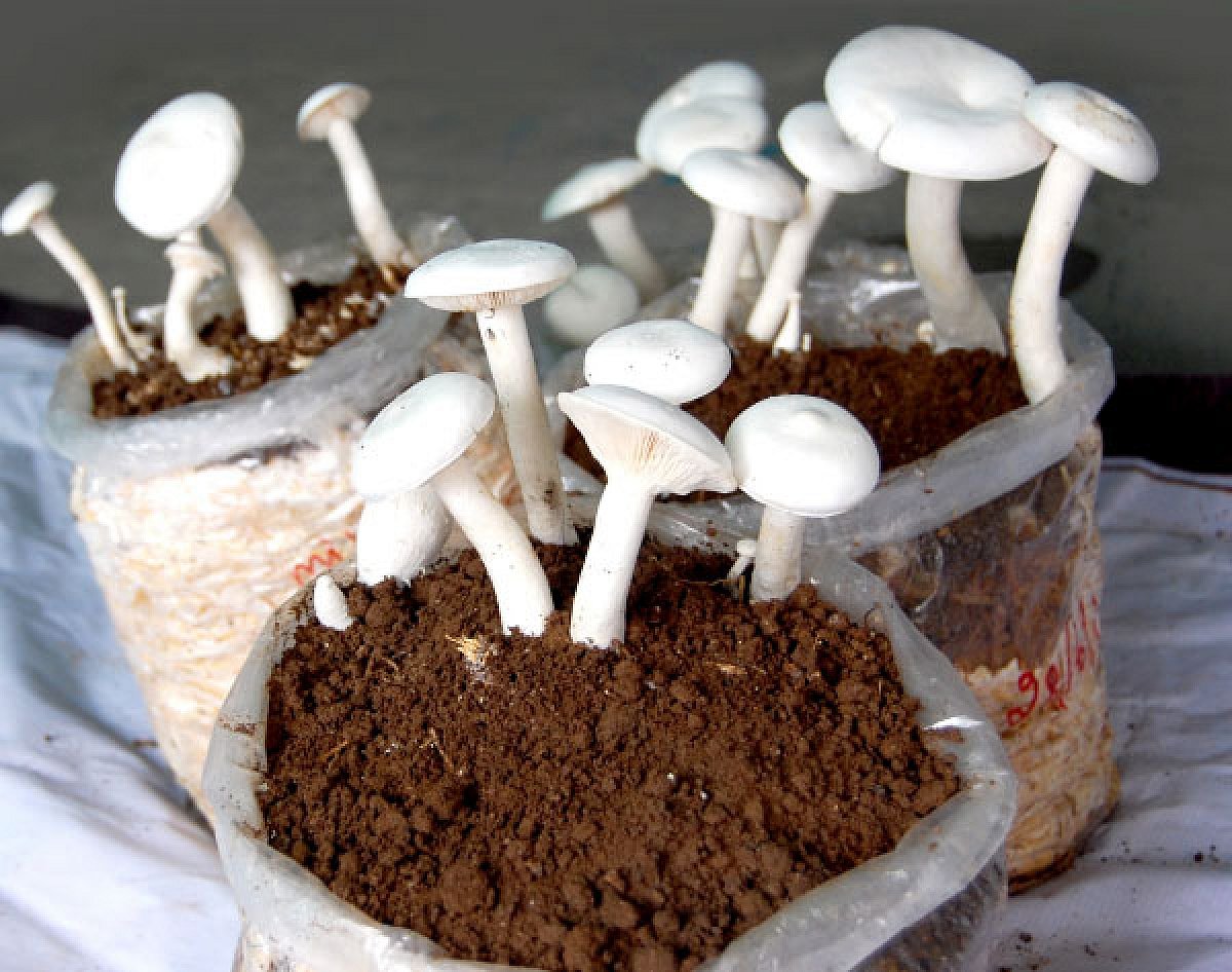 100 சதுர அடியிலேயே கூட தொடங்கலாம்... லாபம் தரும் காளான் வளர்ப்பு பயிற்சி! 