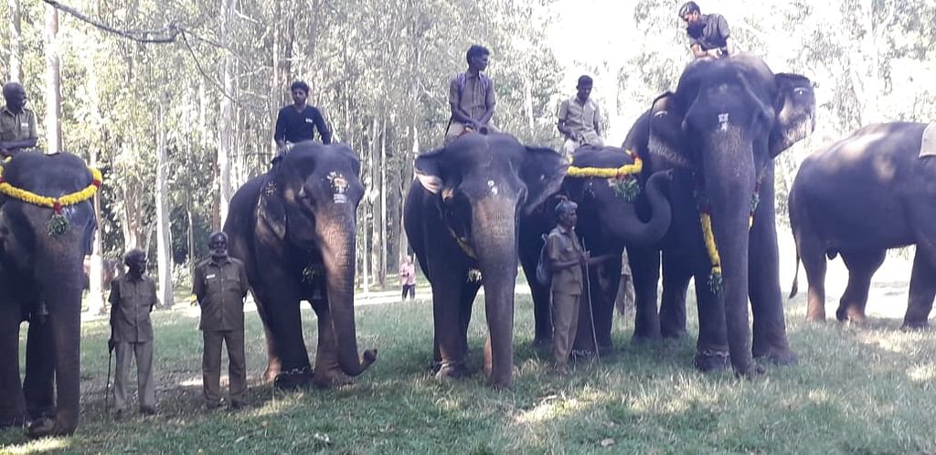 யானை பொங்கல்