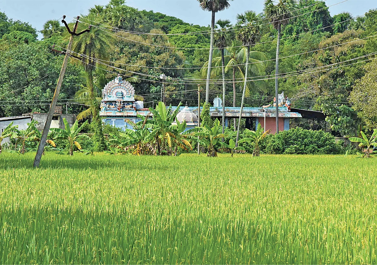 விளைச்சலுக்கு அருள்வாள்
ஏழுலோகநாயகி!