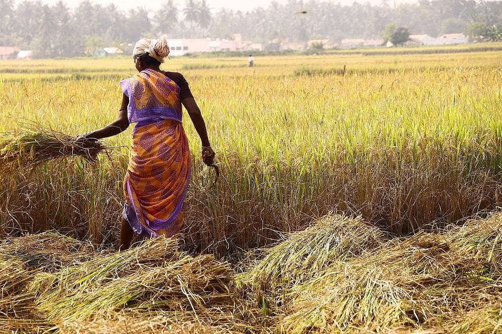 தமிழ்நாட்டில் நெல் கொள்முதலில் தாமதமா? - விமர்சனங்களுக்கு தமிழ்நாடு அரசு பதில் 