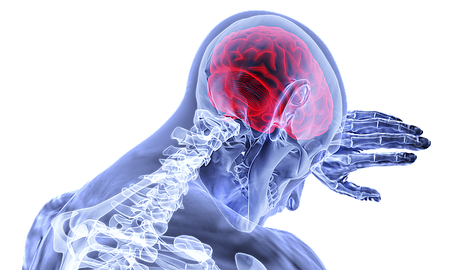 brain