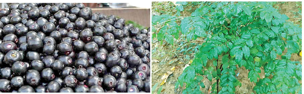 நாவல் - பொன்குறண்டி