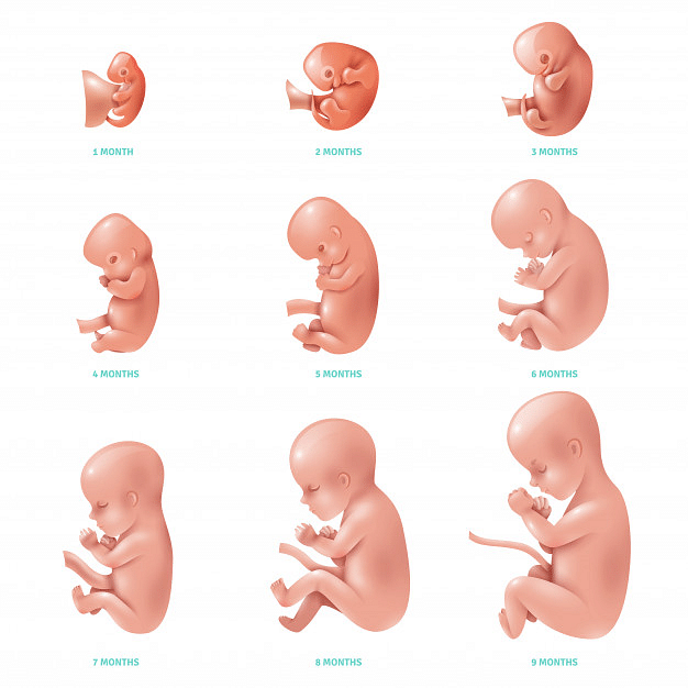 சிசு வளர்ச்சி