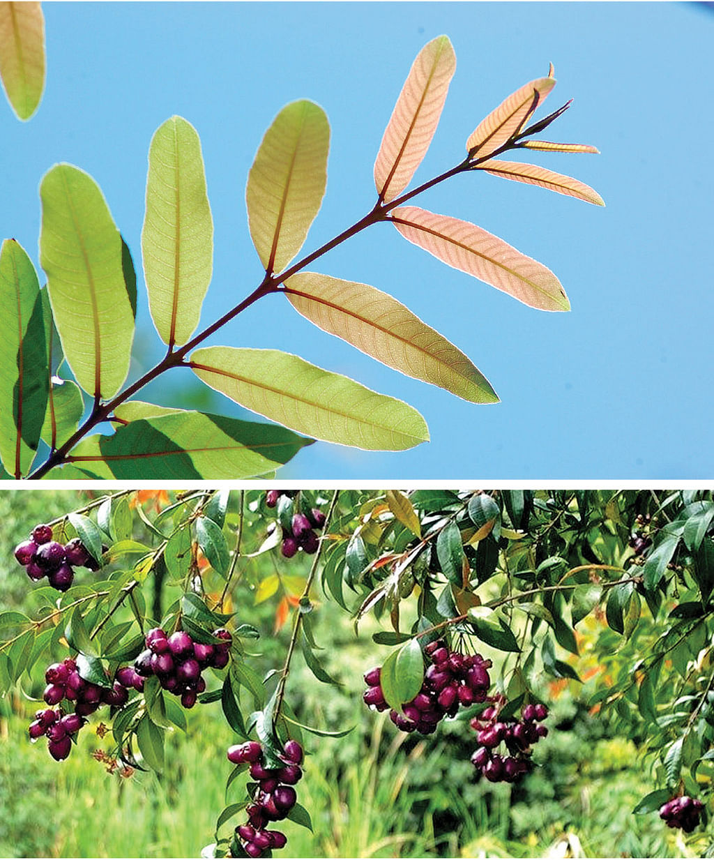 மருதமர இலை - நாவல் மரம்