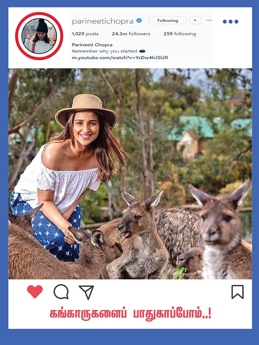கங்காருகளைப் பாதுகாப்போம்..!