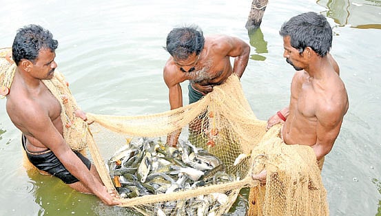 நாட்டு மீன்களை வளர்த்து அதிக லாபம் பெறலாம்...
அழைக்கும் மீன் வளத்துறை!