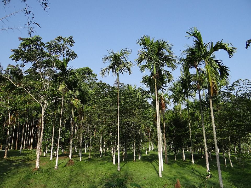 Palm Plantations