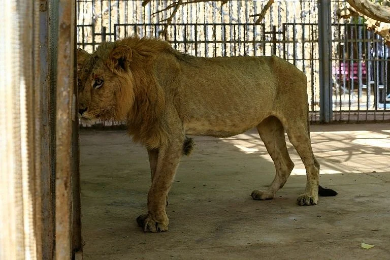 சிங்கம்/ Vandalur Zoo