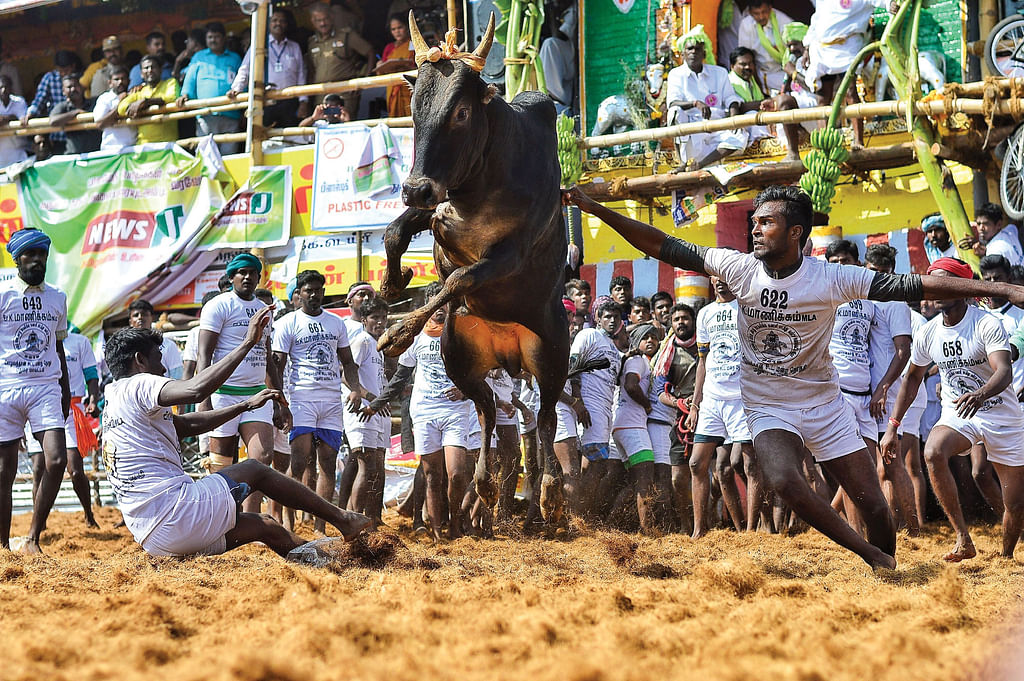 ஜல்லிக்கட்டு