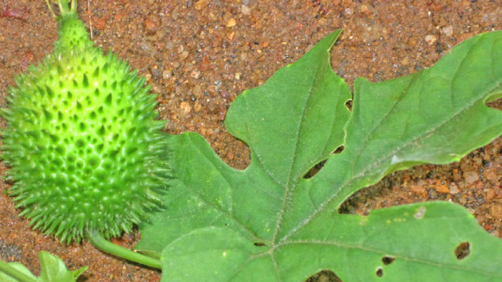 கொல்லங்கோவை