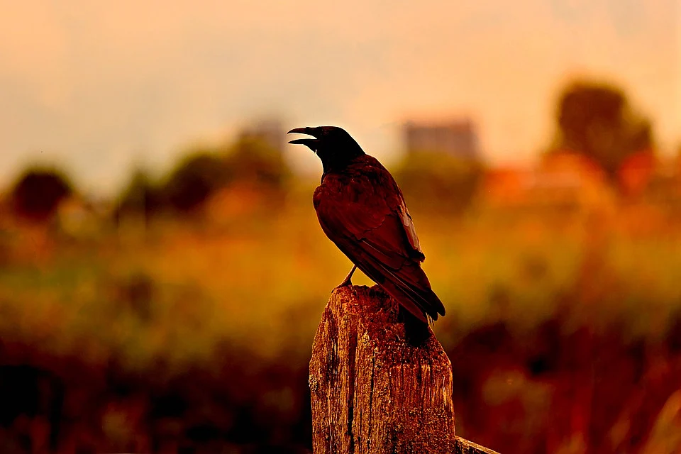காகம்