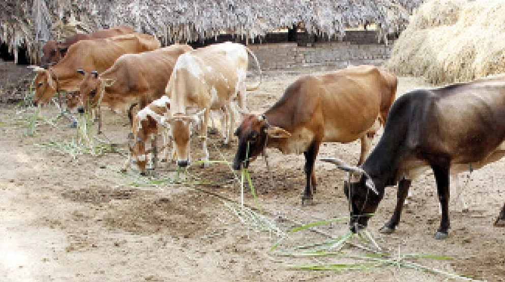 மாதிரி படம் - மாடு