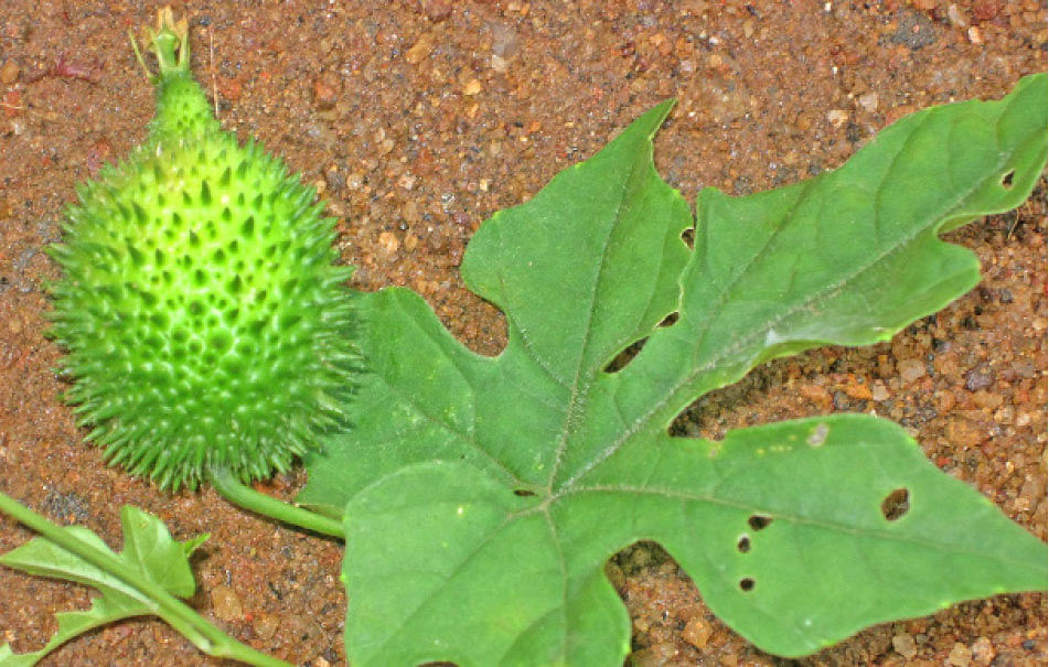 கொல்லங்கோவை