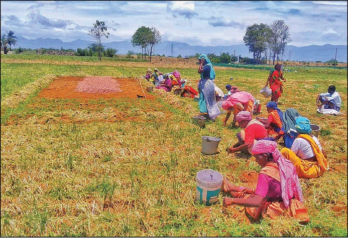 farmer