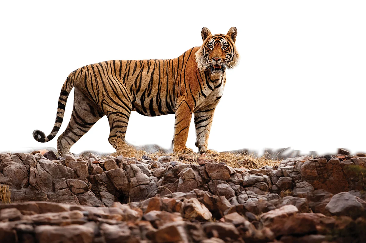 புலி