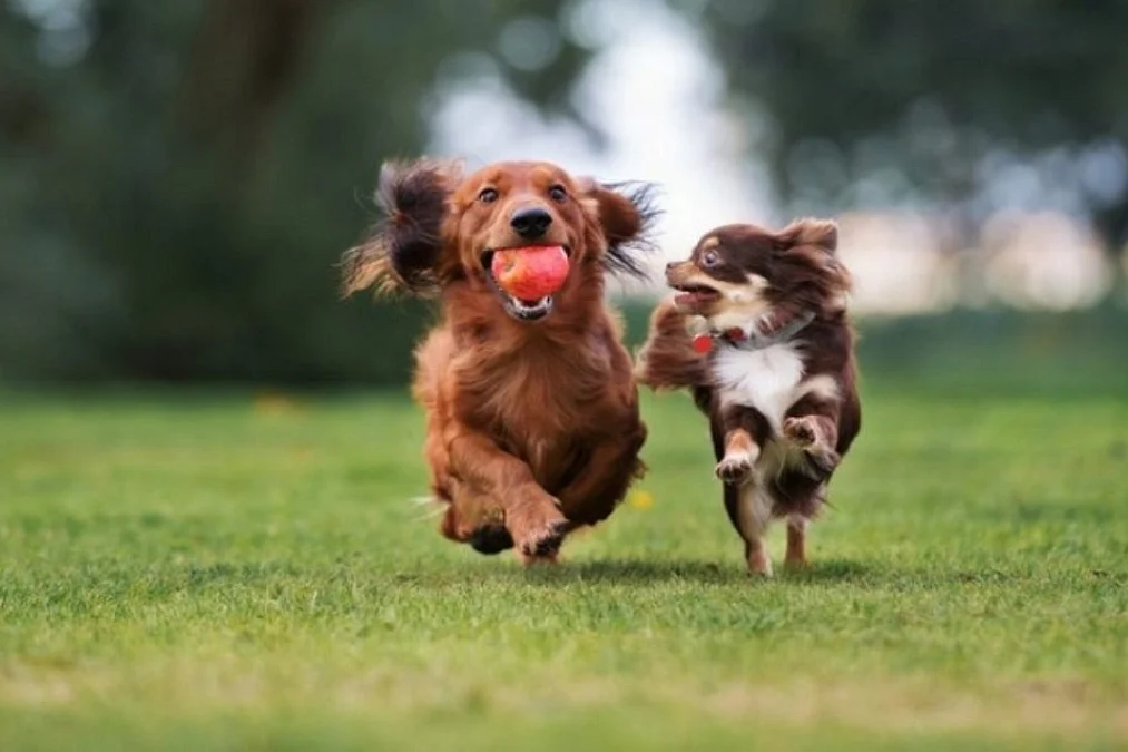 Dogs | நாய்கள்