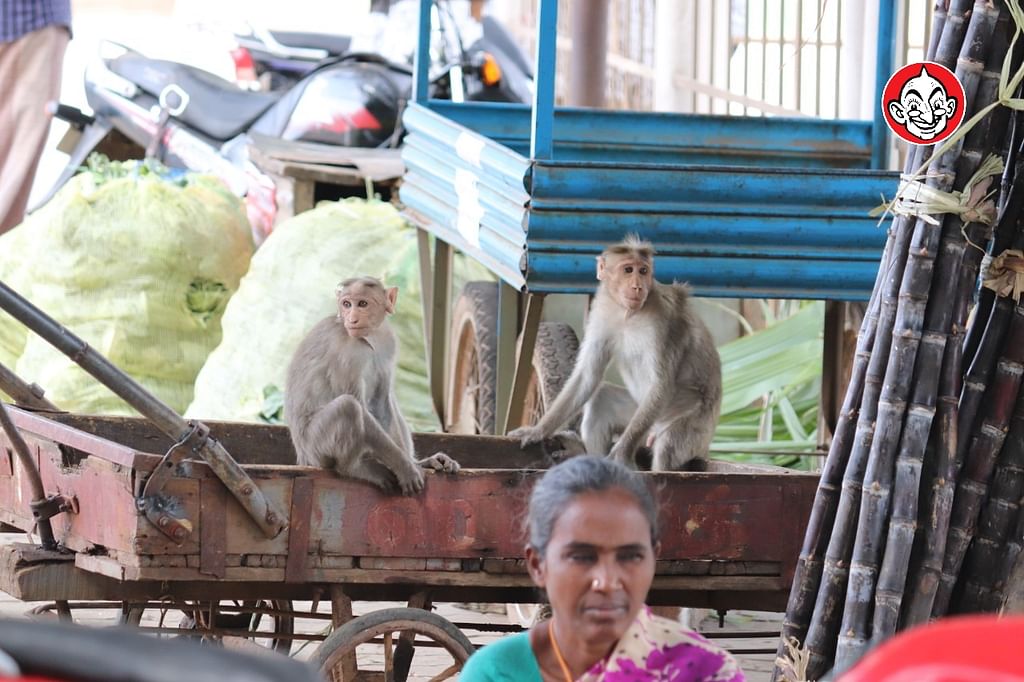 குரங்குகள்