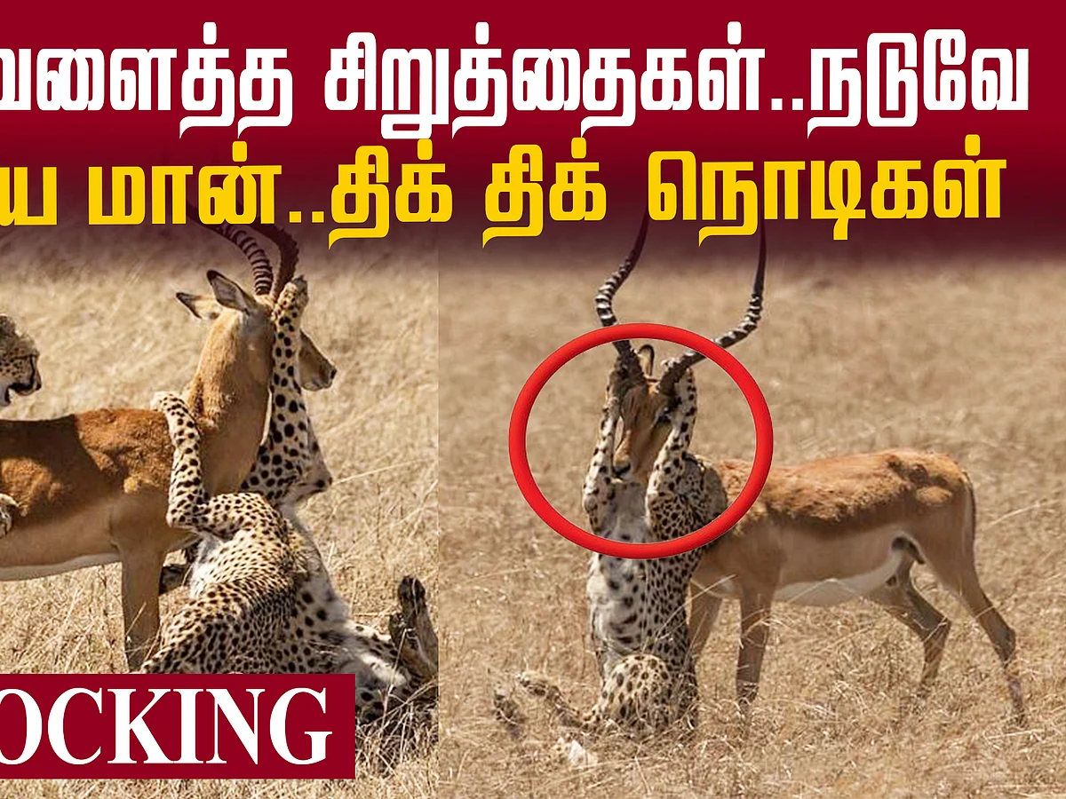 Cheetah Vs Deer - Viral `Survival' Photos!
