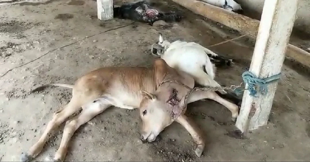 கன்று